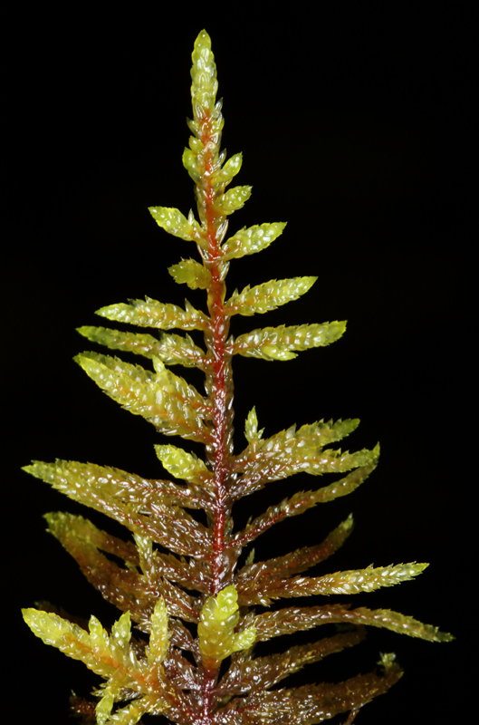 Pleurozium schreberi